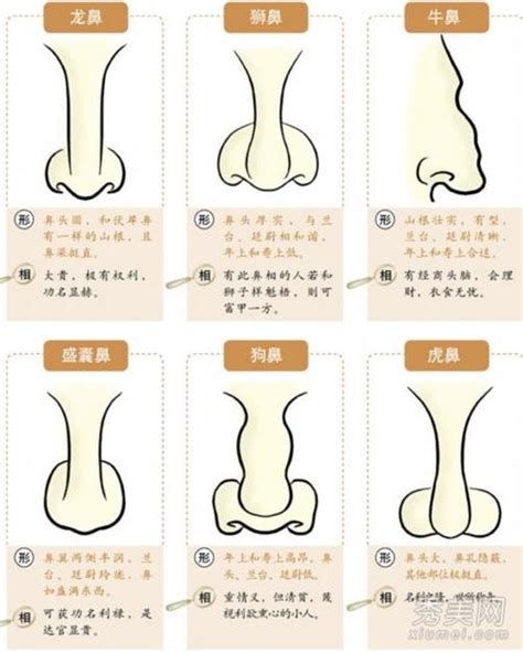 鼻孔一大一小面相|十六种鼻子面相图文分析三六风水网